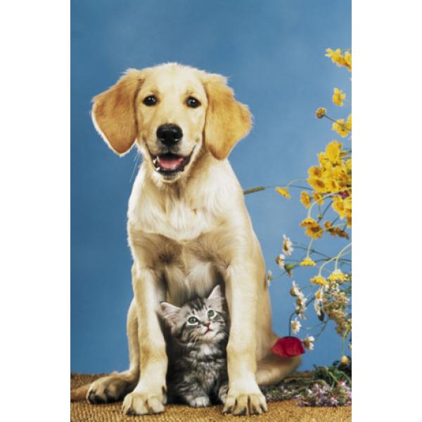 Pster para Quadros Pets Cachorro e Gato Posando para Foto 60x90 Cm