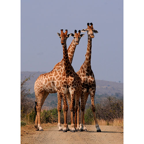 Tela para Quadros Fotografia Decorativa Girafas Habitate Natural - Afic19075