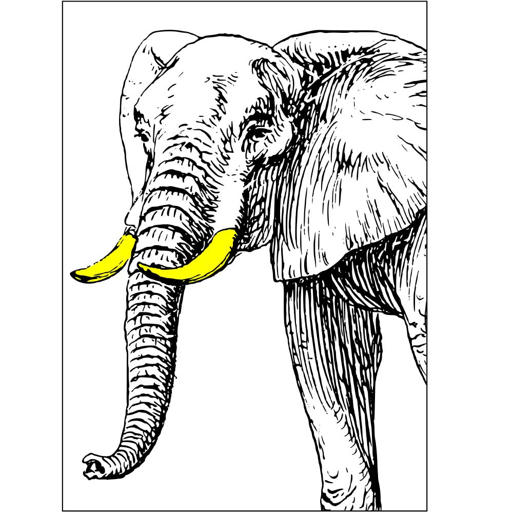 Gravura para Quadros Belssimo Elefante Preto e Branco - Afi6632