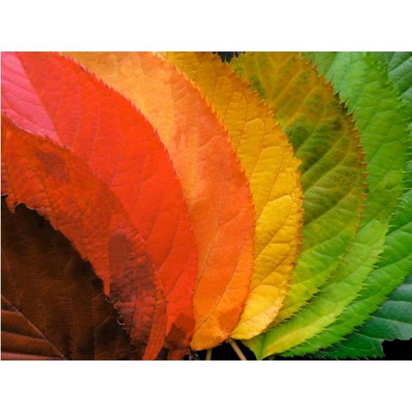 Gravura para Quadro Folhas Coloridas Diversas - Afi7470