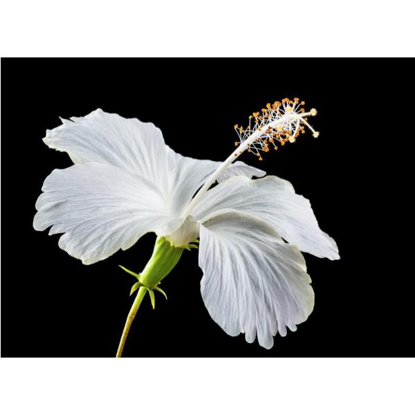 Impresso em Tela para Quadros Flor de Hibisco Branca - Afic5941