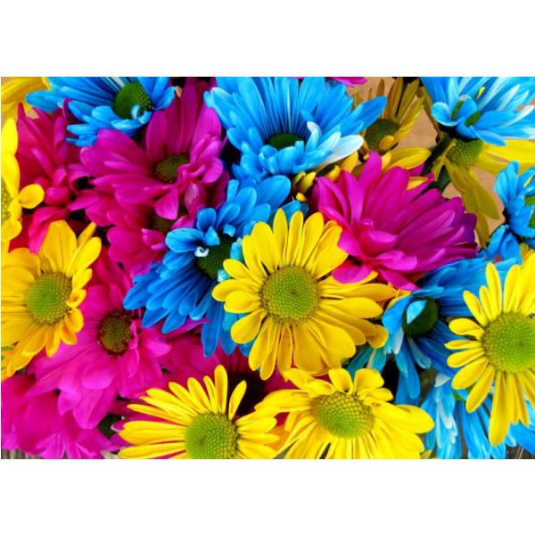Impresso em Tela para Quadros Floral Crisntemos Coloridos - Afic2100