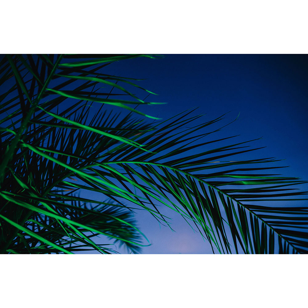 Tela para Quadros Folhas de Palmeira Cu Azul - Afic15934