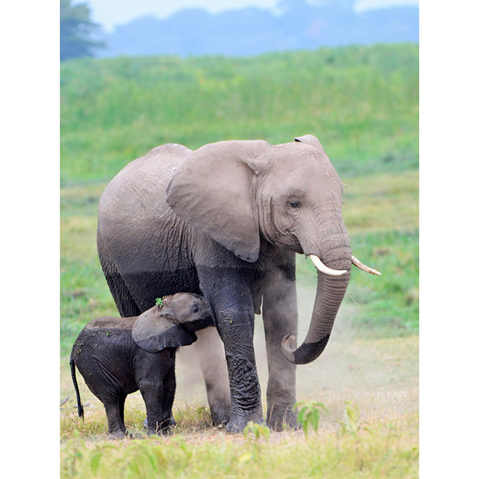 Tela para Quadro Natureza Me Elefante e Filhote - Afic18225