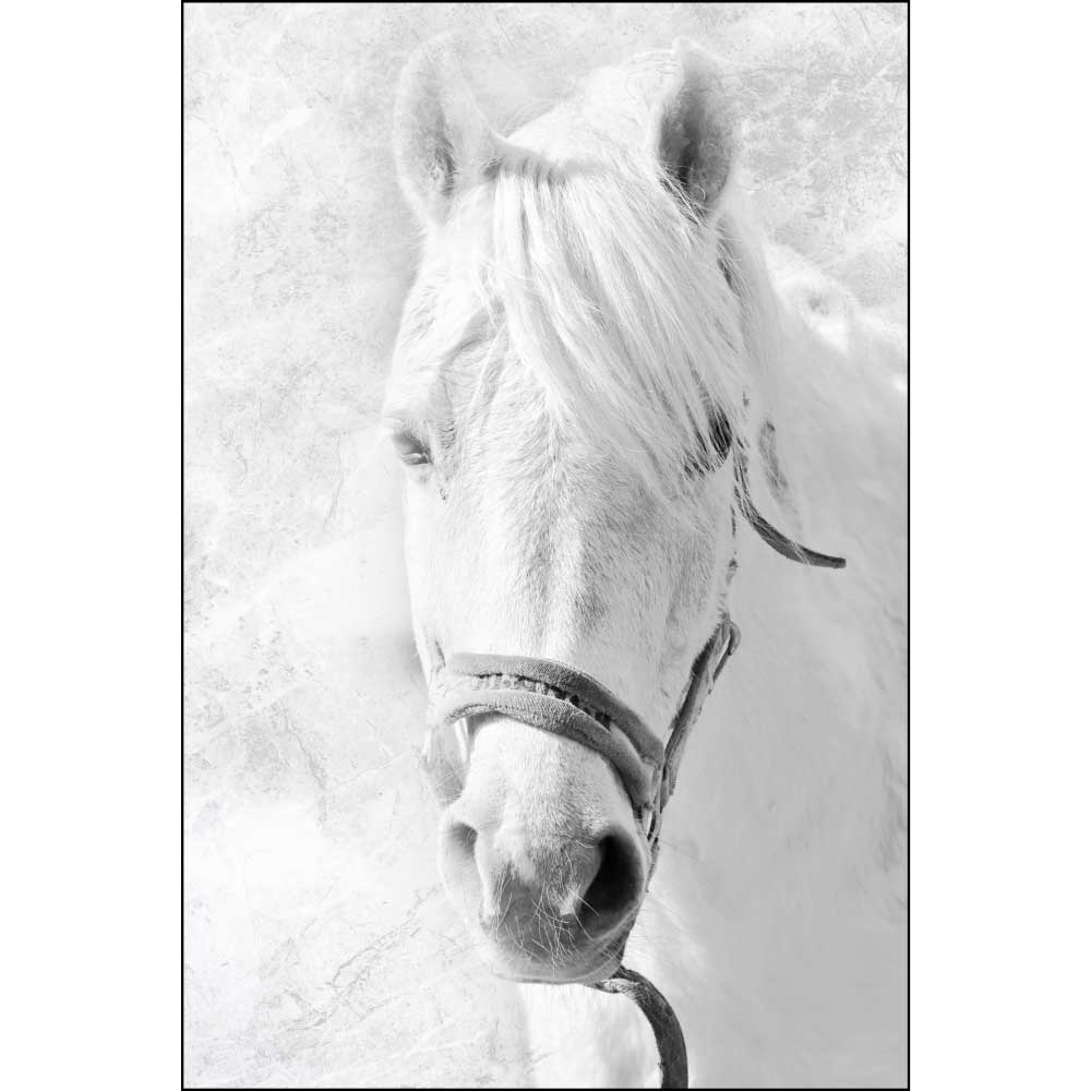 Gravura para Quadros Decorativos Cavalo Branco Encilhado - Afi10891