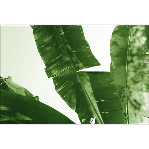 Gravura para Quadros Folhas de Bananeira Verde - Afi18760