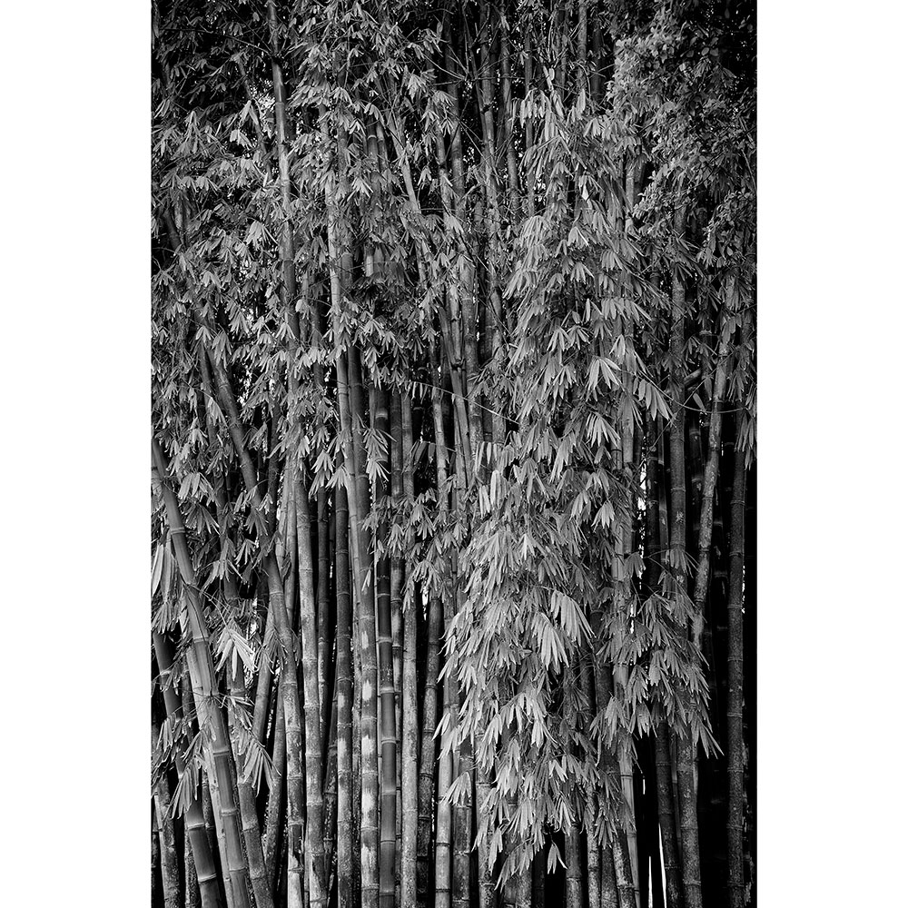 Tela para Quadros rvores de Bambs Preto e Branco Por Dorival Moreira - Aficdm025