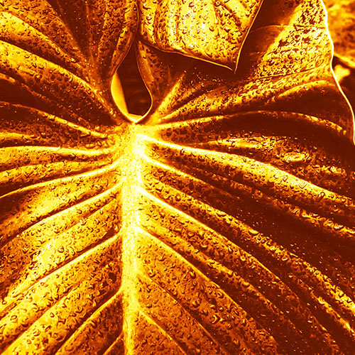 Tela para Quadros Folha de Imb Dourada - Afic18551