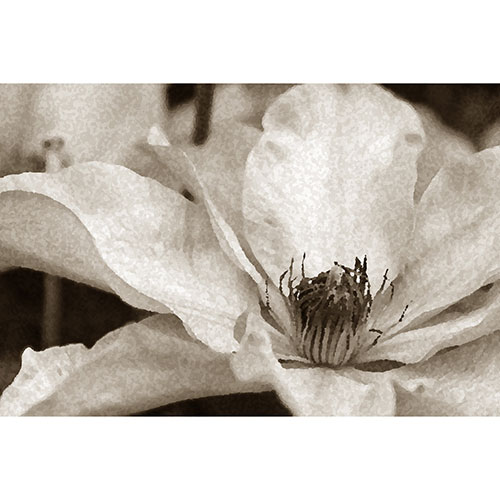 Gravura para Quadros Floral Magnolia Preto e Branco - Afi19454