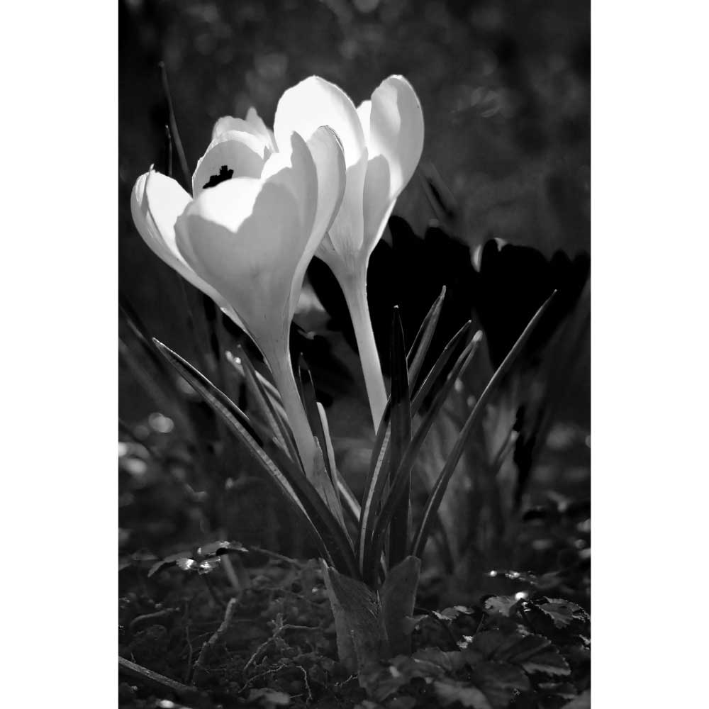 Tela para Quadros Decorativos Floral Uma Bela Flor Bulbos Narciso - Afic9077