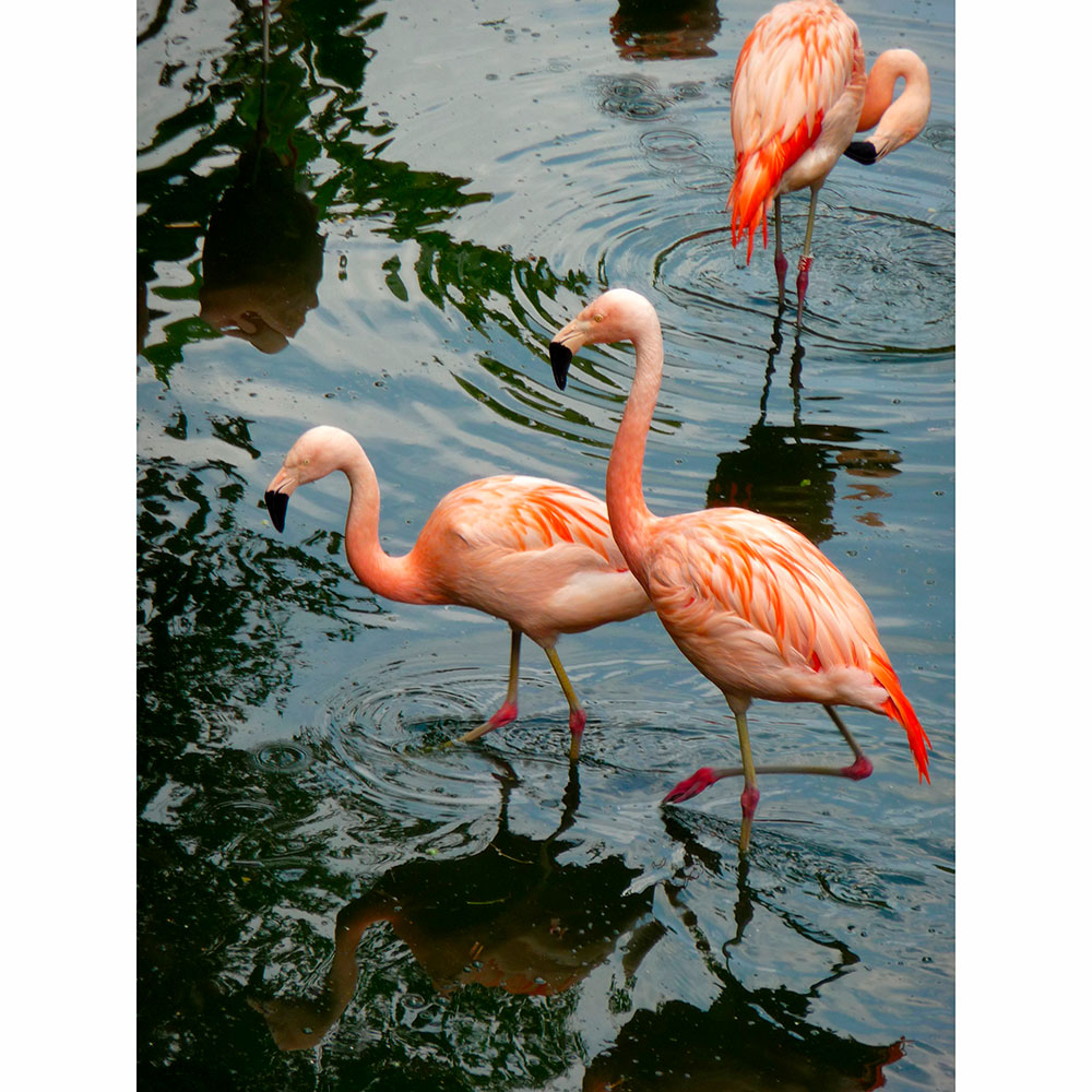 Tela para Quadros Trio Flamingos No Lago - Afic13377 - 90x120 Cm