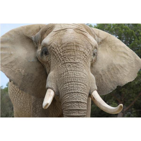 Gravura para Quadros Face Elefante Na Selva - Afi5921