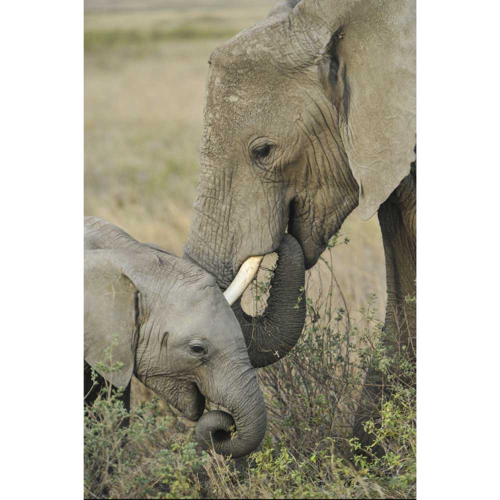 Gravura para Quadros Maravilhoso Elefante e Seu Filhote - Afi644