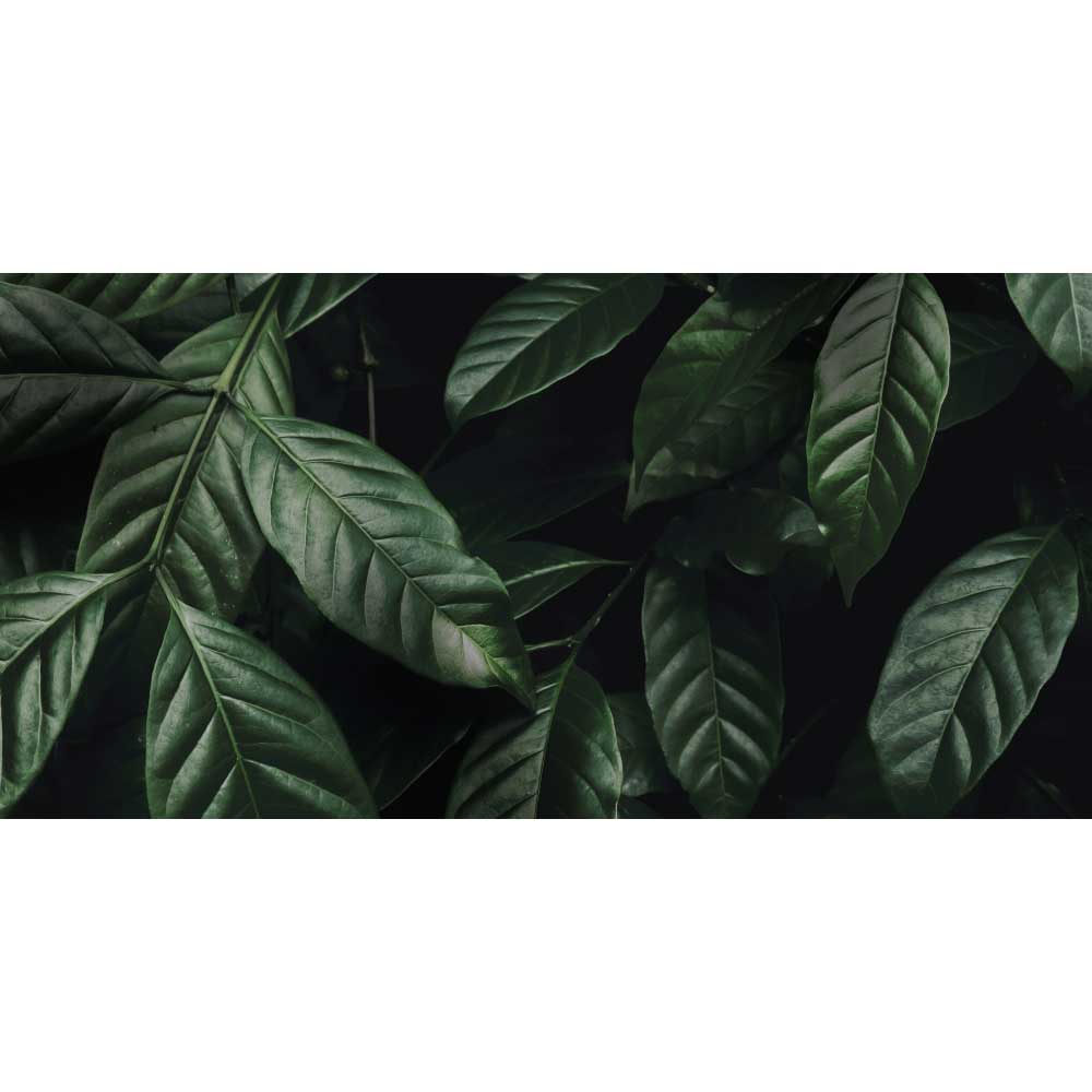 Gravura para Quadros Planta com Folhas Verde-escuras - Afi10877