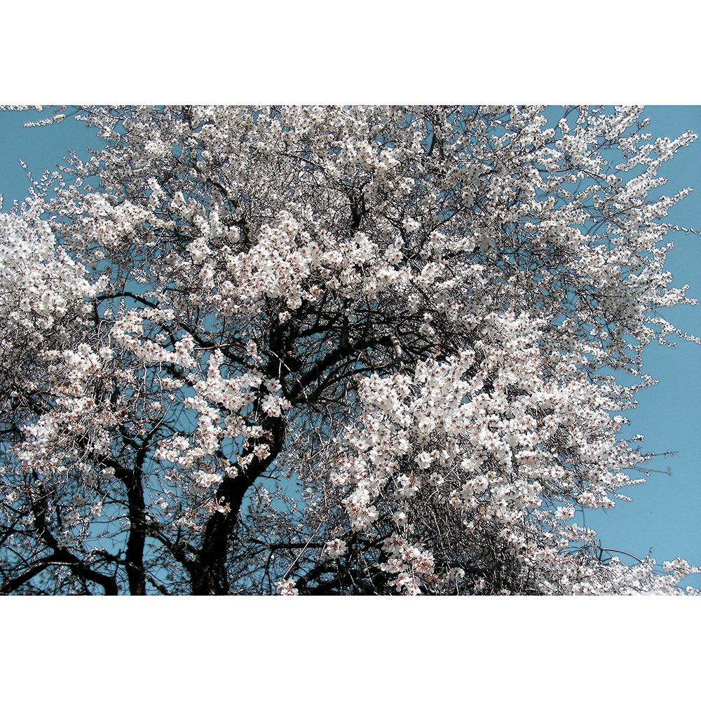 Tela para Quadros rvore de Cerejeira Florida - Afic13427 - 100x70 Cm