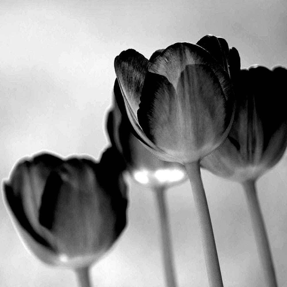 Tela para Quadros Floral Tulipa Preto e Branco- Afic11802