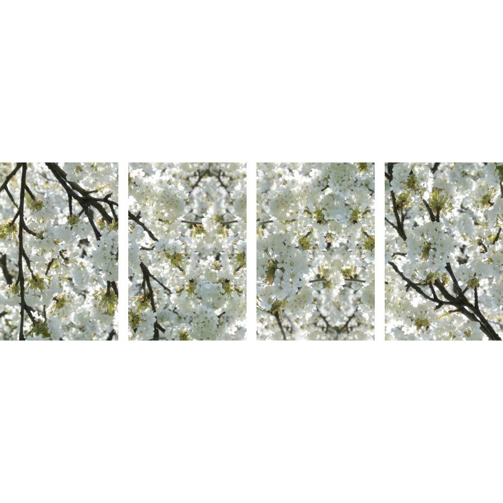 Gravura para Quadros Recortada Flores Brancas Cerejeira - Afi12061a - 255x90 Cm