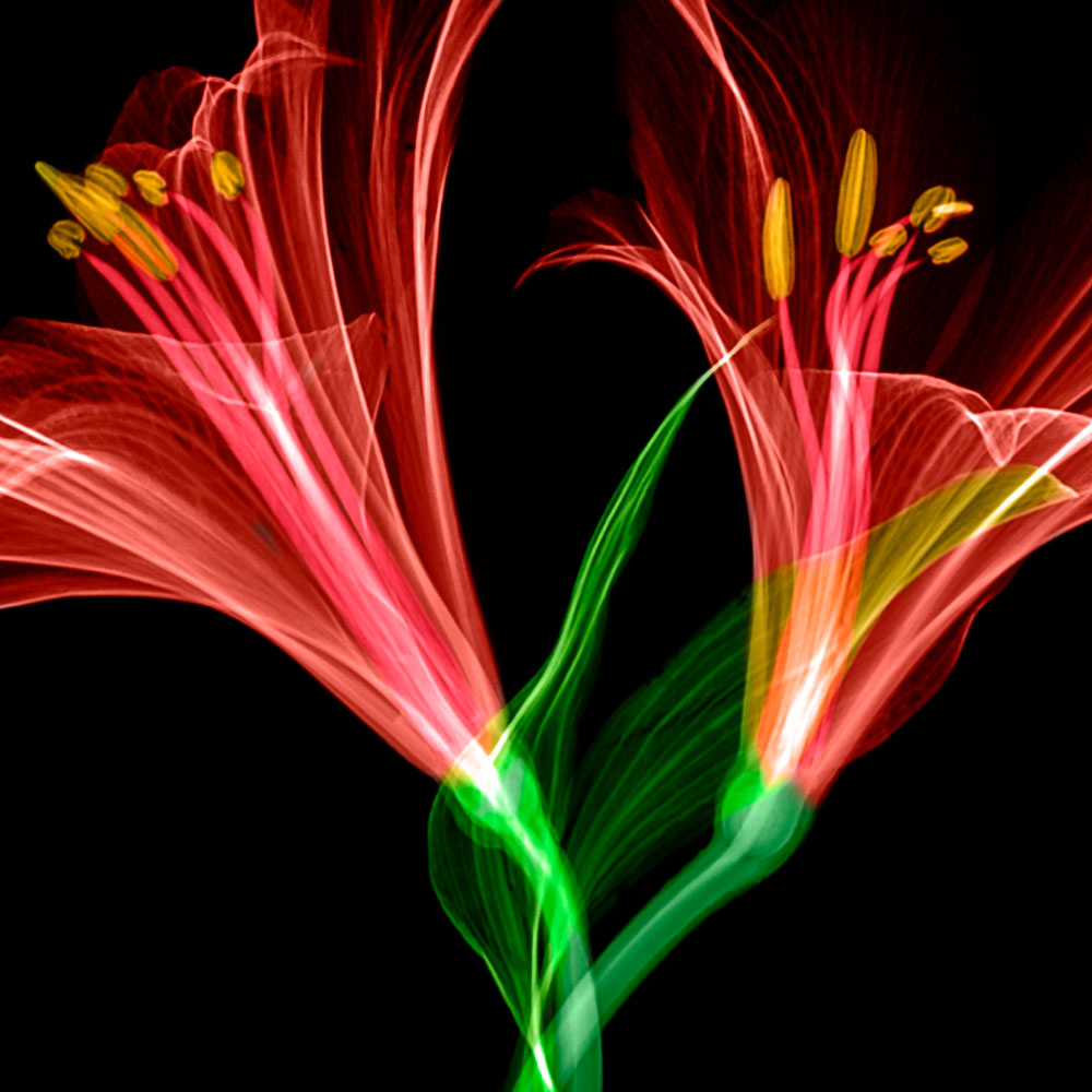 Tela para Quadros Floral Par de Lrio Transparente - Afic12540
