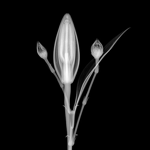 Gravura para Quadros Floral Boto Tlipa Translucida Fundo Preto - Afi19565