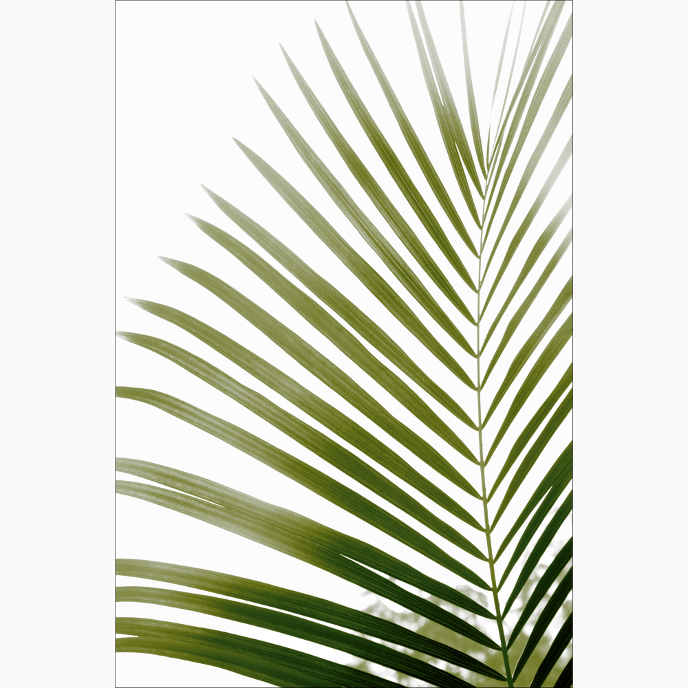 Gravura para Quadros Folha de Palmeira Iluminada - Afi11498