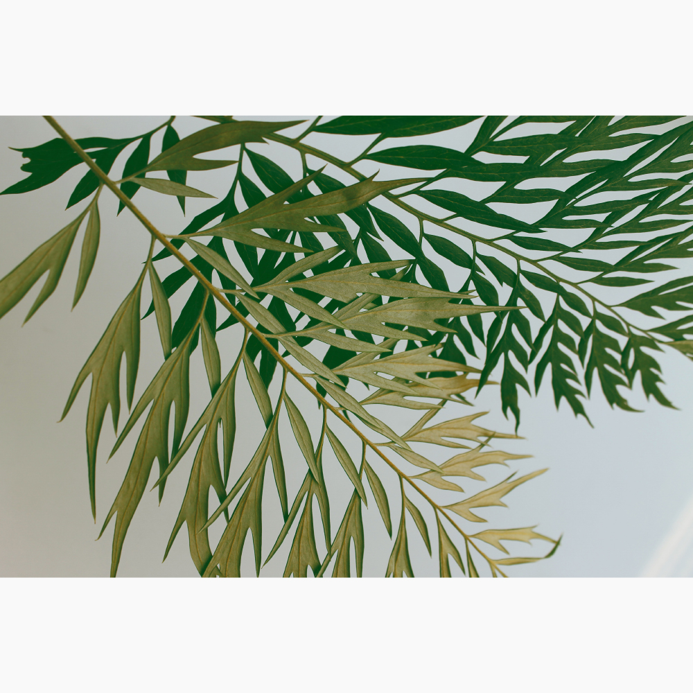 Gravura para Quadros Folhas de rvore Tipo Asas - Afi11496 - 148x100 Cm