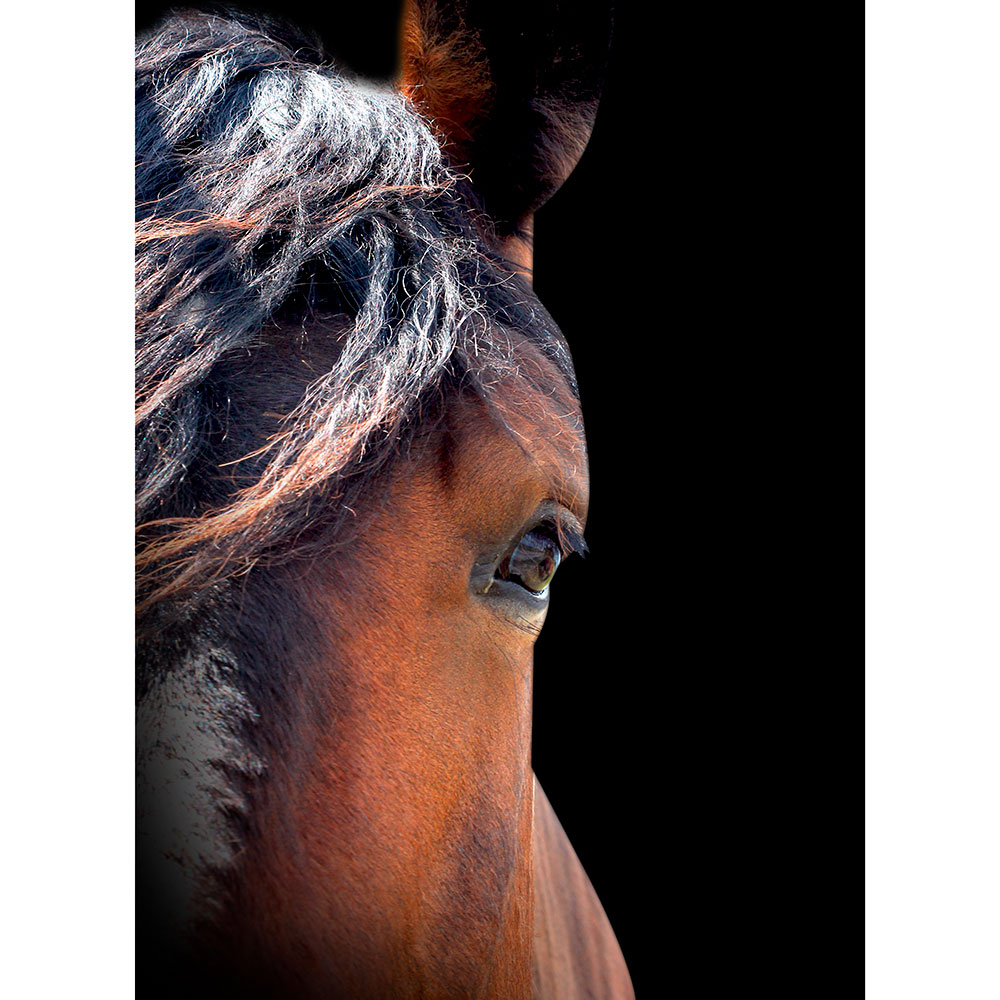Gravura para Quadros Cavalo Perfil Olhar - Afi12938