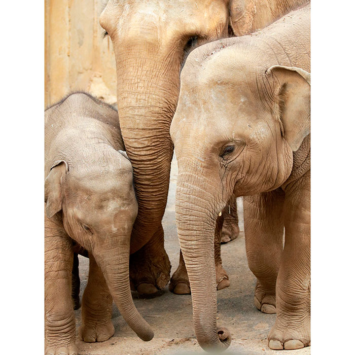 Tela para Quadro Animais Famila de Elefantes - Afic18222