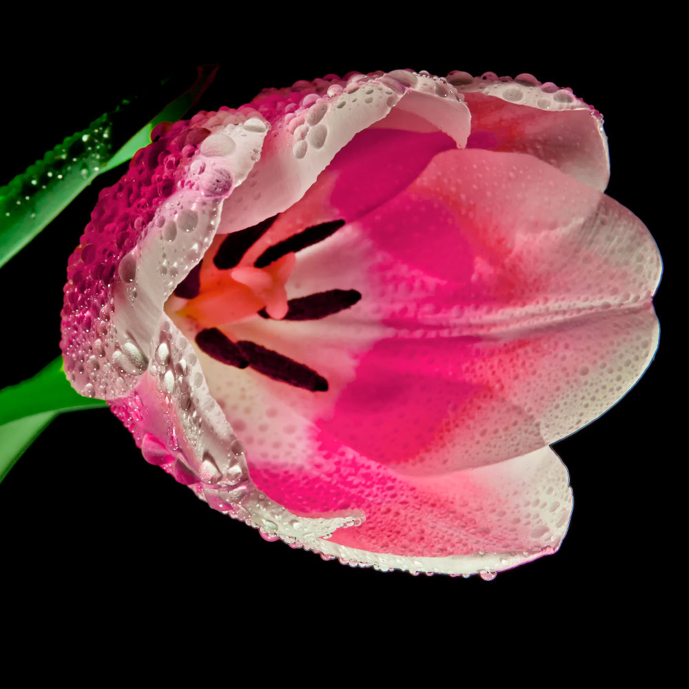 Tela para Quadros Floral Tulipa Rosa - Afic12609
