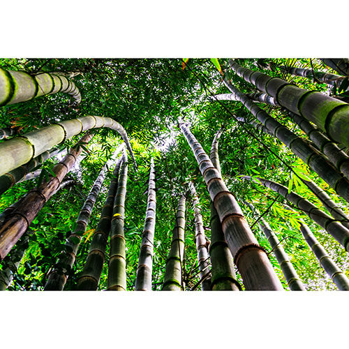 Gravura para Quadros Decorativo rvores de Bambu Verde - Afi18920