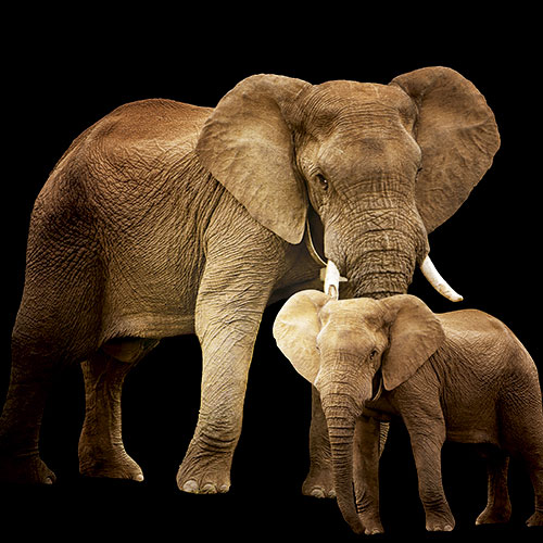 Tela para Quadros Decorativo Retrato Mame Elefante e Filhote - Afic18038