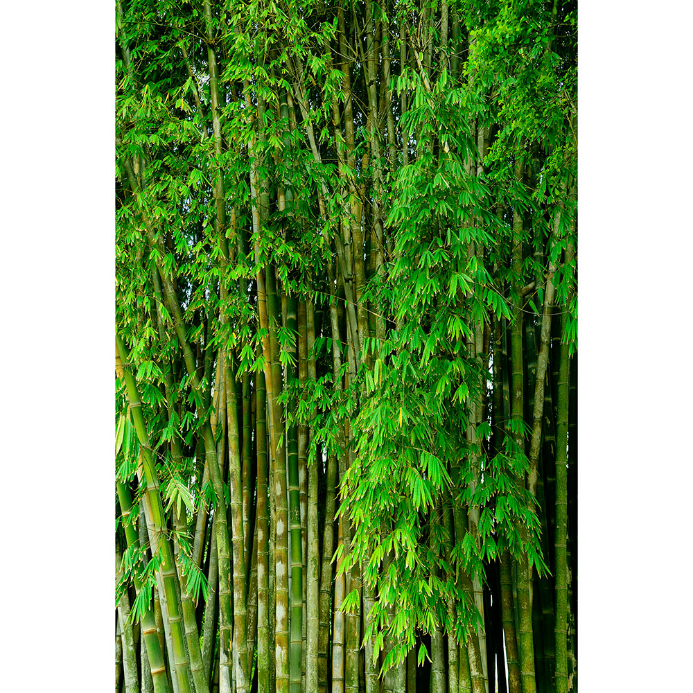Tela para Quadros rvores de Bambs Por Dorival Moreira - Aficdm024