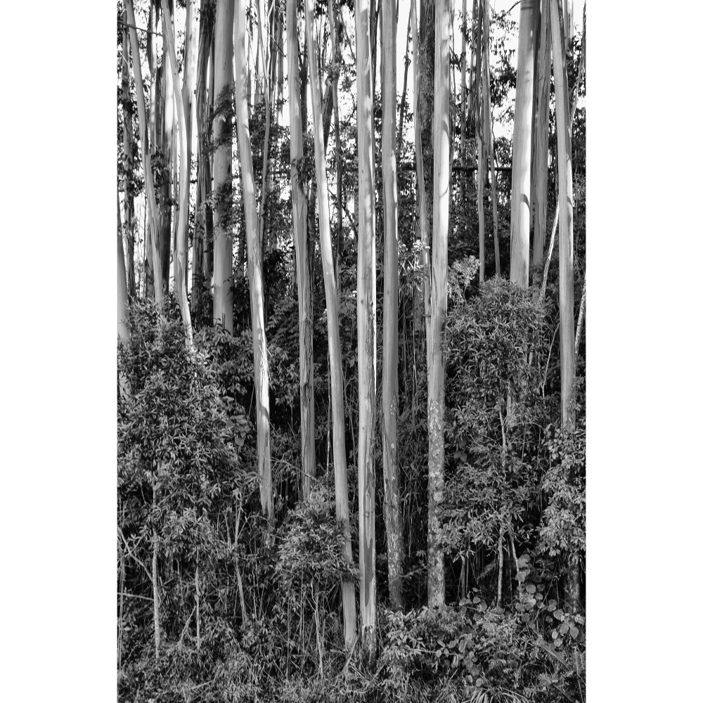 Gravura para Quadros rvores Eucalipto Santo Antnio do Pinhal Por Dorival Moreira Iii - Afidm110