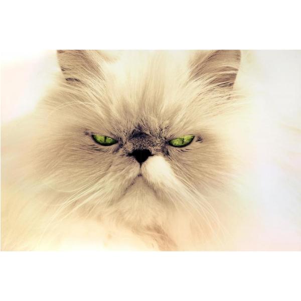 Gravura para Quadros Gato Branco de Olhos Verdes - Afi523