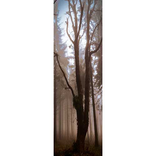 Tela para Quadros Floresta rvore de Pinus Seca - Afic18327
