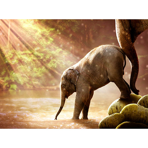 Tela para Quadros Paisagem Natureza Beb Elefante Tomando gua - Afic19072