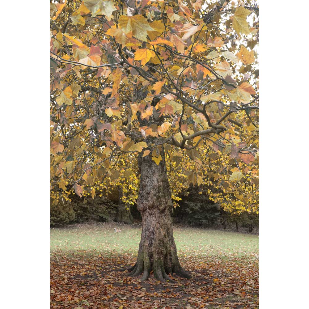 Gravura para Quadros Cores do Outono rvores Londres Por Dorival Moreira - Afidm209
