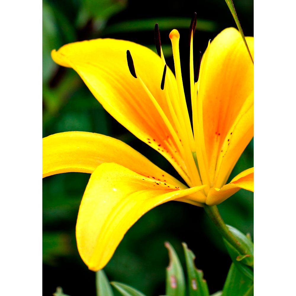 Tela para Quadros Floral Lrio Amarelo - Afic12608 - 60x80 Cm