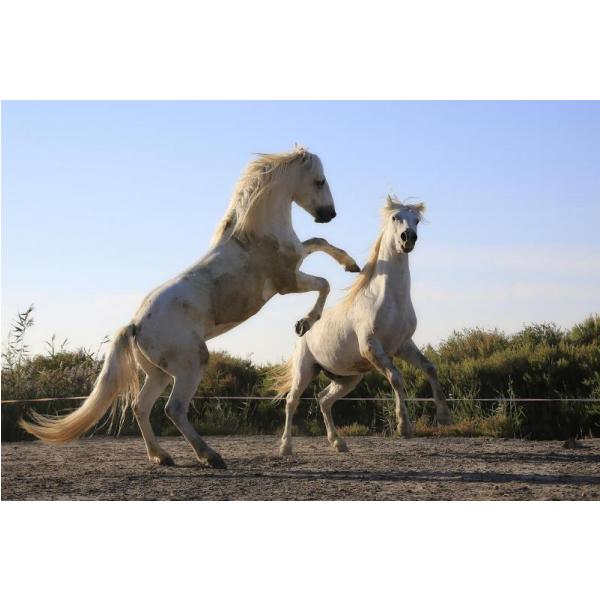 Impresso em Tela para Quadros Imagem White Horses - Afic1695