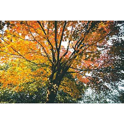 Tela para Quadros Paisagem Árvores com Folhas Vermelha e Amarela - Afic16940