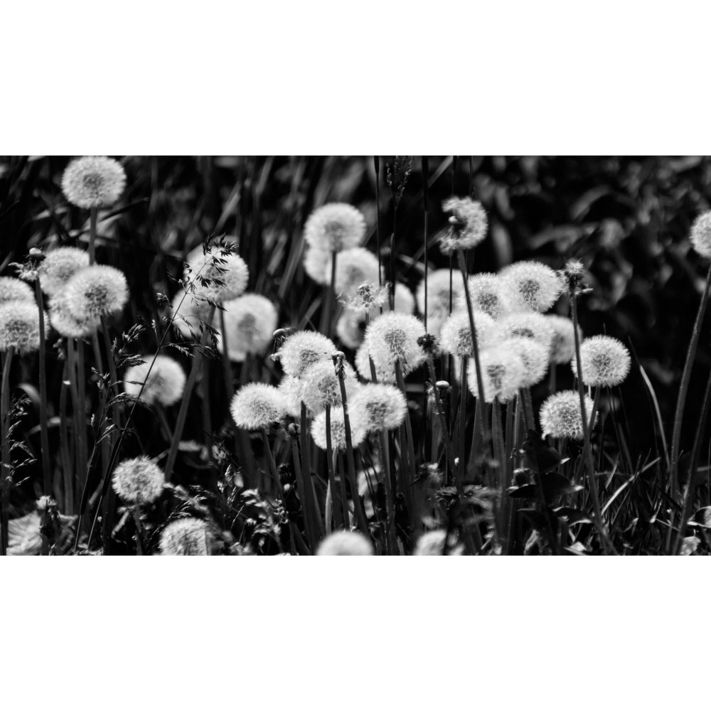 Gravura para Quadros Floral Preto e Branco - Afi12406