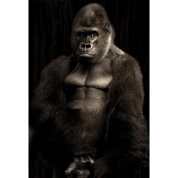 Gravura Impressa para Quadros Gorila Foto Perfil - Afi681 - 72x106 cm