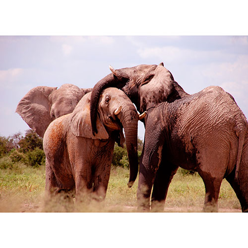 Tela para Quadros Decorativo Fotografia Safari Famlia Elefantes - Afic19066