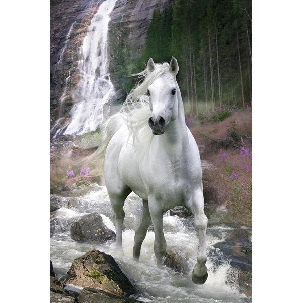 Poster para Quadros Cavalo Branco Na Cachoeira 60x90 Cm
