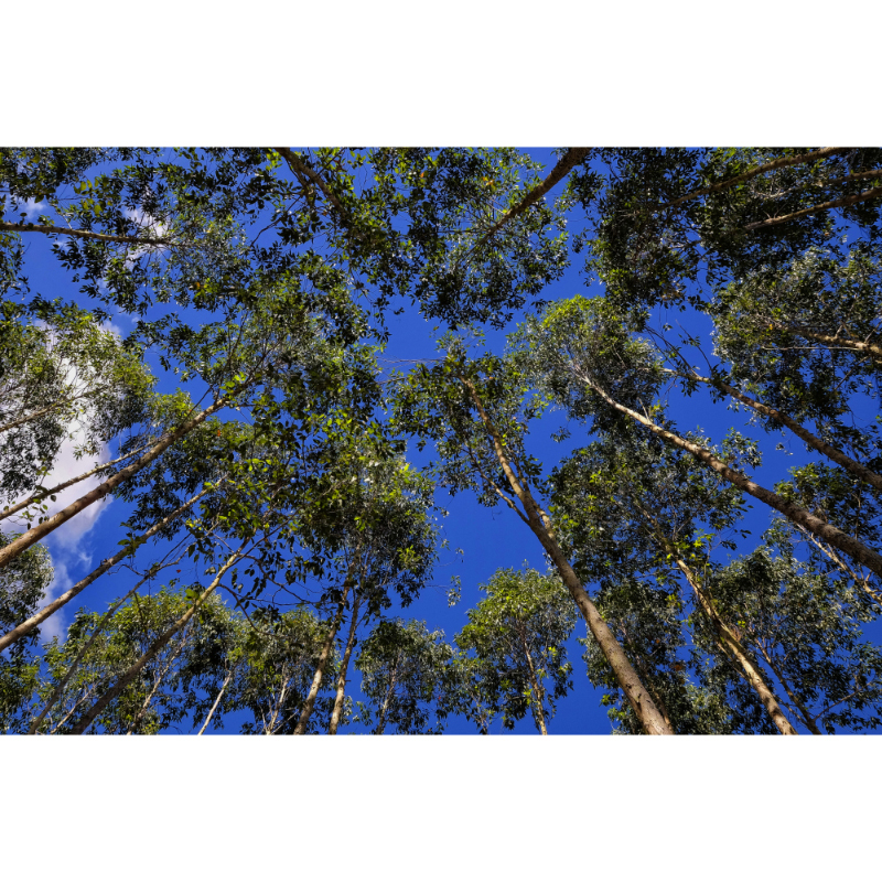 Tela para Quadros rvores Eucalipto Santo Antnio do Pinhal Por Dorival Moreira - Aficdm107