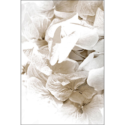 Gravura para Quadros Decorativo Flores de Hortncia Preto e Branco - Afi19457