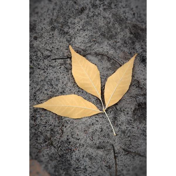 Gravura para Quadros Folhas de Outono Natural - Afi2134