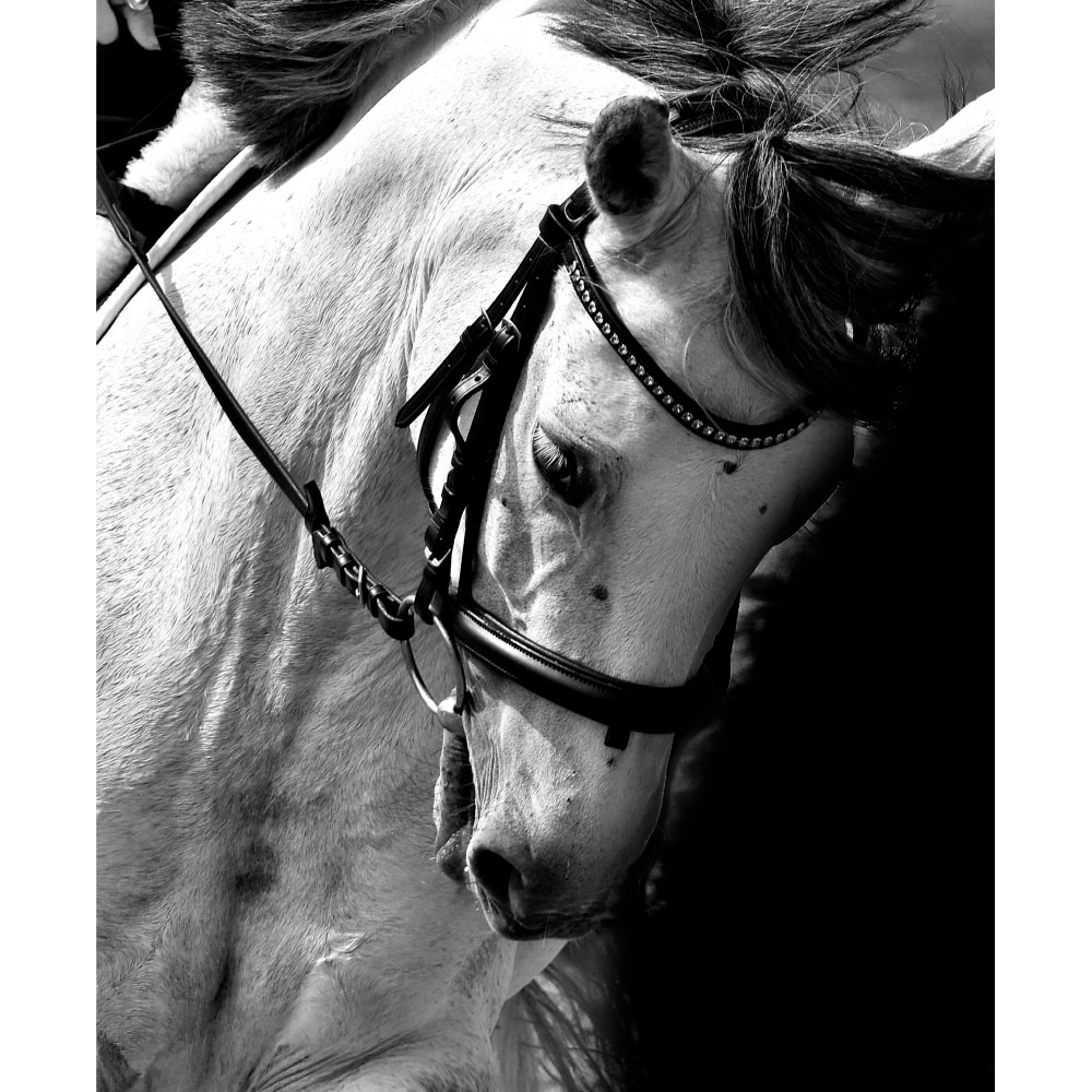 Tela para Quadros Cavalo Branco Passeio - Afic12524