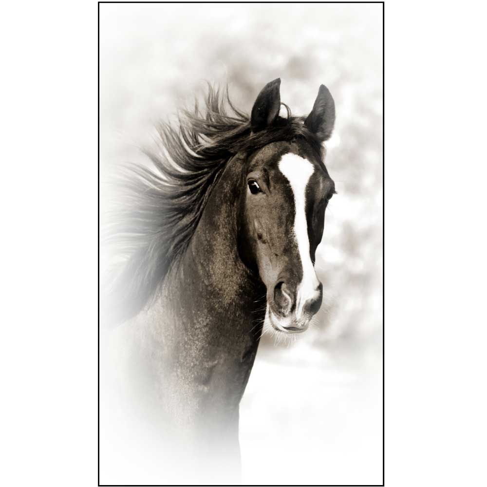Gravura para Quadros Belssima Face de Cavalo - Afi6591