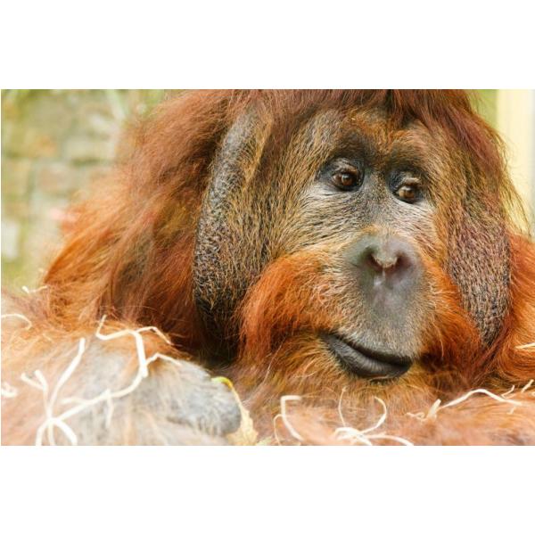 Gravura Impressa para Quadros Orangotango Pensativo - Afi455