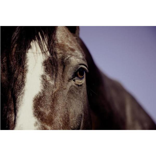 Impresso em Tela para Quadros Face do Cavalo com Mancha Branca - Afic698